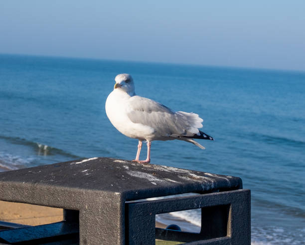 istock Seagulls the beach of Tynemouth 1053217546