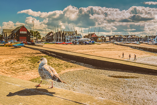A seagull with a shadow walk along a wooden beam in the foreground of a landscape image of Whitstable, kent, uk, beach and jetty.