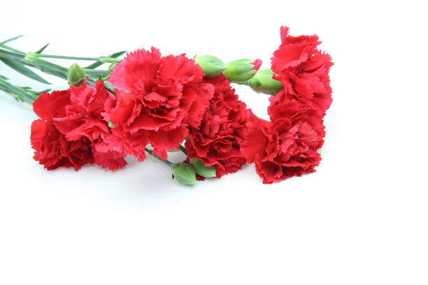 istock bouquet of carnation in a white background 1053220212