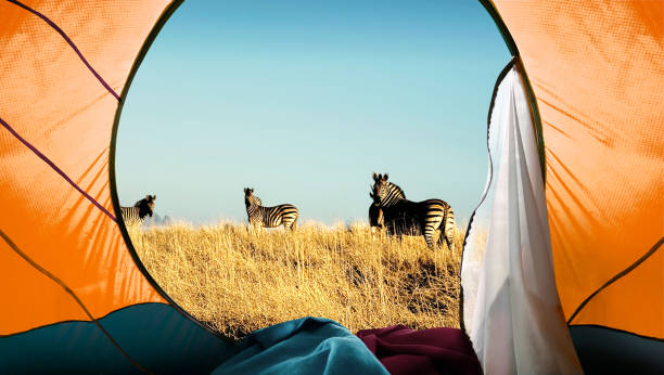 kemping w afryce - outdoors tent tourism animals in the wild zdjęcia i obrazy z banku zdjęć
