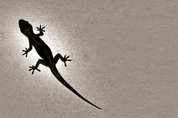Hungry gecko is waiting for a fly.