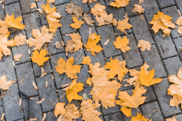 istock yellow autumn wedge leaves on a park path, abstract background from leaves 1053229218