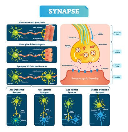 Synapse vector illustration. Labeled diagram with neuromuscular junction, glandular and other neirons example. Closeup with isolated axon, cleft and dendrite structure.