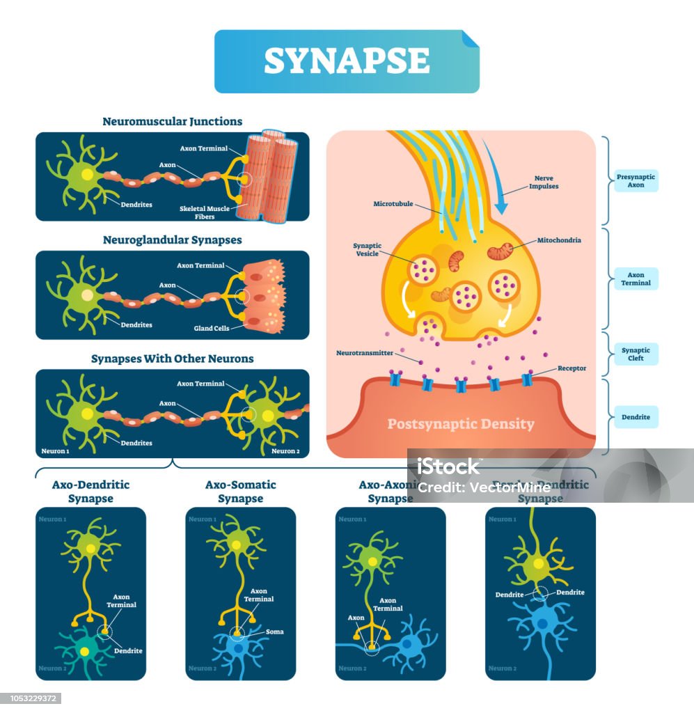 Synapses Grid Synapse Vector Illustration Labeled Diagram With Neuromuscular Example ...