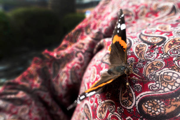Butterfly on the human body