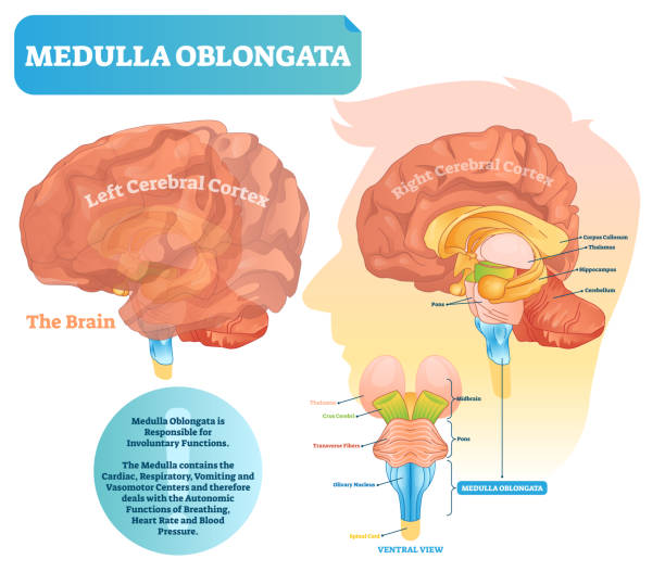 Medulla oblongata vector illustration. Labeled diagram with ventral view. Medulla oblongata vector illustration. Labeled diagram with ventral view and core structure. Midbrain and pons position. Shown left and right cerebral cortex sides. thalamus illustrations stock illustrations