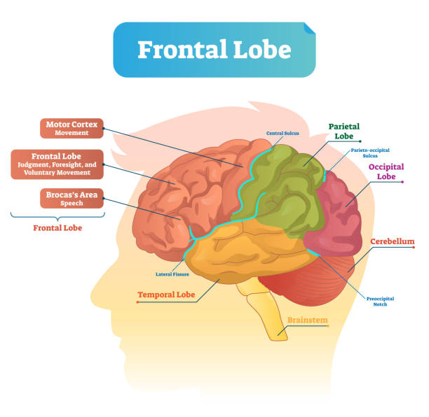 Frontal lobe vector illustration. Labeled diagram with brain part structure Frontal lobe vector illustration. Labeled diagram with brain part structure. Scheme with motor cortex, Brocas area, parietal, occipital lobe and cerebellum locations. cortex stock illustrations