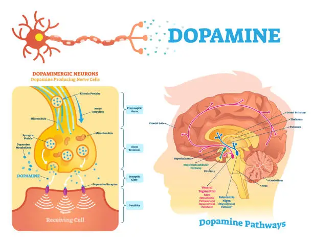 Vector illustration of Dopamine vector illustration. Labeled diagram with its action and pathways.