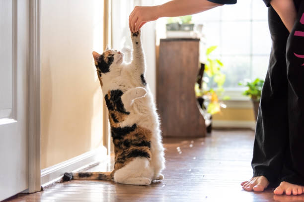 one calico cat standing up on hind legs, begging, picking, asking food, meat in living room, doing trick with front paw, claws with woman hand holding treat - eye catcher imagens e fotografias de stock