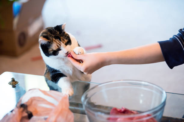 istock Old Calico cat standing up on hind legs, leaning on table with two front paws sniffing treat, meat, adorable cute big eyes asking for food in living room, doing trick 1053232968