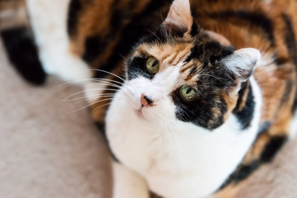 istock Calico cat closeup of face, high angle view, lying down and looking up on kitchen interior indoor floor room, adorable cute big eyes 1053233094