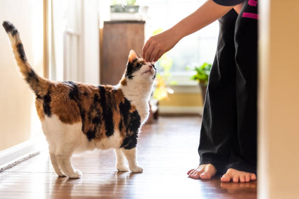 jeune femme tenant viande, traiter avec l’enseignement de la main, formation commandes chat calico reniflant astuces, mendicité, cueillette, demandant de nourriture dans la salle de séjour, avec fenêtre jambes légères, lumineuses - petite faiblesse photos et images de collection