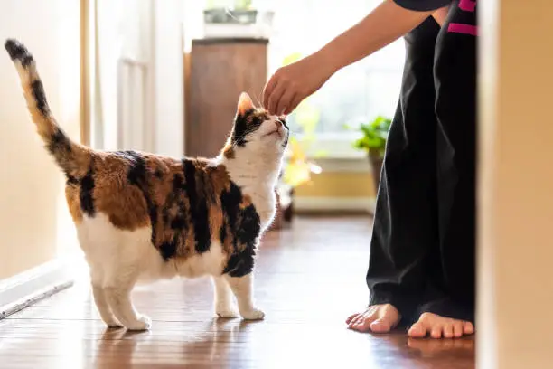 Photo of Young woman holding meat, treat with hand teaching, training standing calico cat sniffing tricks, begging, picking, asking food in living room, with window bright light, legs
