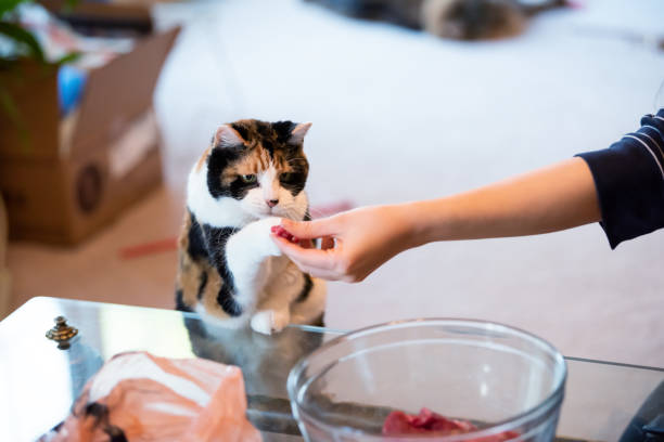 istock Calico cat standing up on hind legs, leaning on table with two front paws sniffing treat, taking meat, adorable cute big eyes asking for food in living room, doing trick 1053234872
