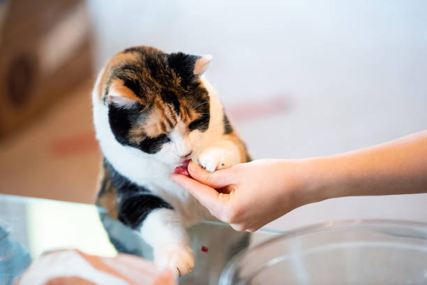 istock Old Calico cat standing up on hind legs, leaning on table with two front paws sniffing, licking treat, meat, adorable cute big eyes asking for food in living room, doing trick 1053234934
