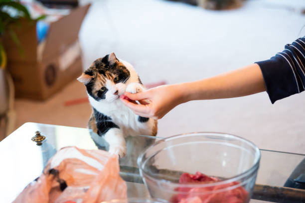 istock Old Calico cat standing up on hind legs, leaning on table with two front paws sniffing treat, playing, taking meat, adorable cute big eyes asking for food in living room, doing trick 1053235274