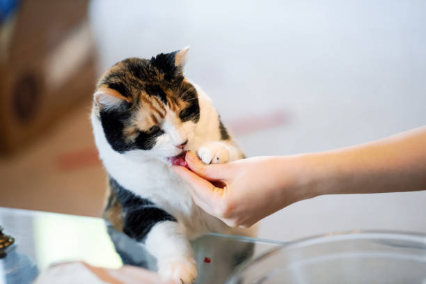 istock Old Calico cat standing up on hind legs, leaning on table with two front paws sniffing, licking with tongue treat, meat, adorable cute big eyes asking for food, doing trick 1053236498