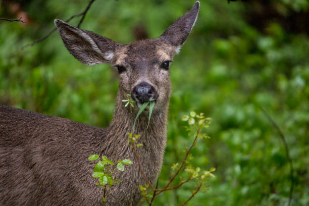 istock Portrait of a deer 1053239526