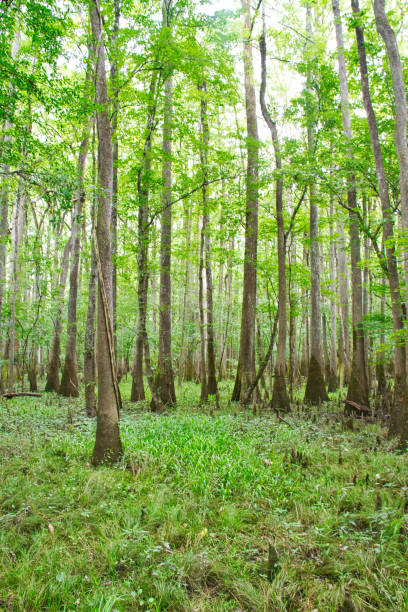 istock Cypress Tress in Congaree National Park 1053241020