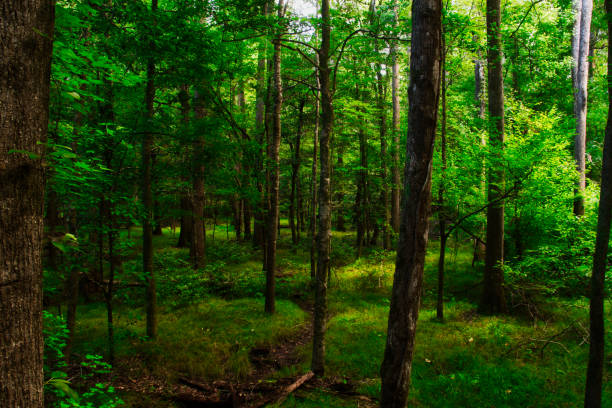 istock Cypress Tress in Congaree National Park 1053241062