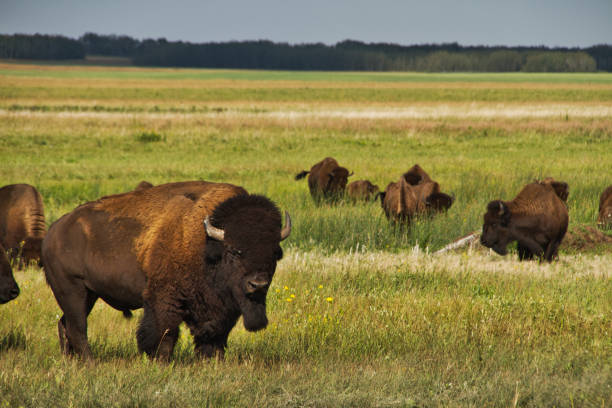 istock A herd of American Bison 1053242698