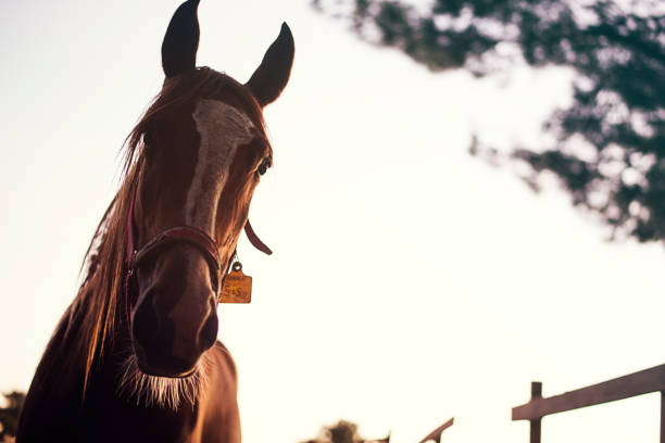 Horse in sunset