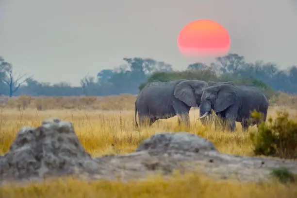 Photo of Two elephants with sunset behind.