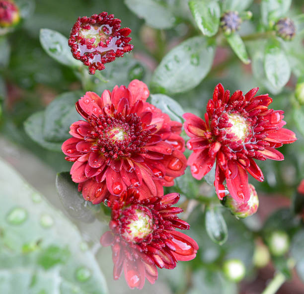 istock wet deep red mum with leafs in the background 1053252690