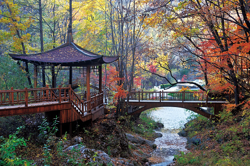 beautiful autumn scenery in the park