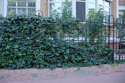 part of the black metal fence of iron rods overgrown with green vegetation on the street