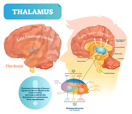 Thalamus vector illustration. Labeled medical diagram with brain structure. Educational scheme with isolated callosum, hippocampus, pituitary gland and medulla oblongata.