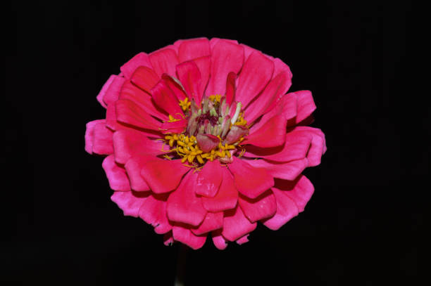istock Bright pink Daisy with a black background 1053254344