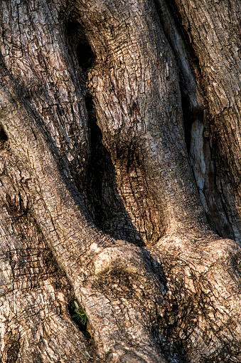 Close-up of tree trunk background in nature, Turkey.