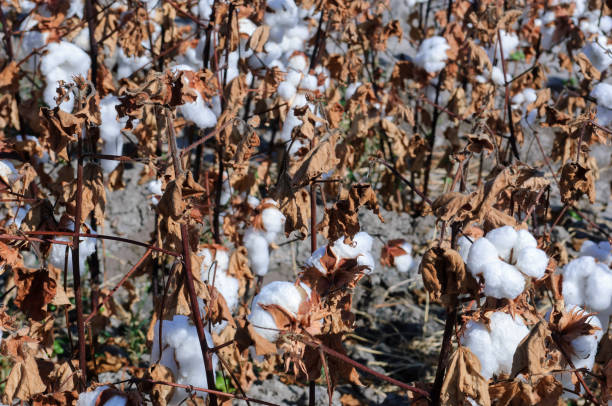 istock Close-up of Cotton Bolls Ready for Harvest 1053259710