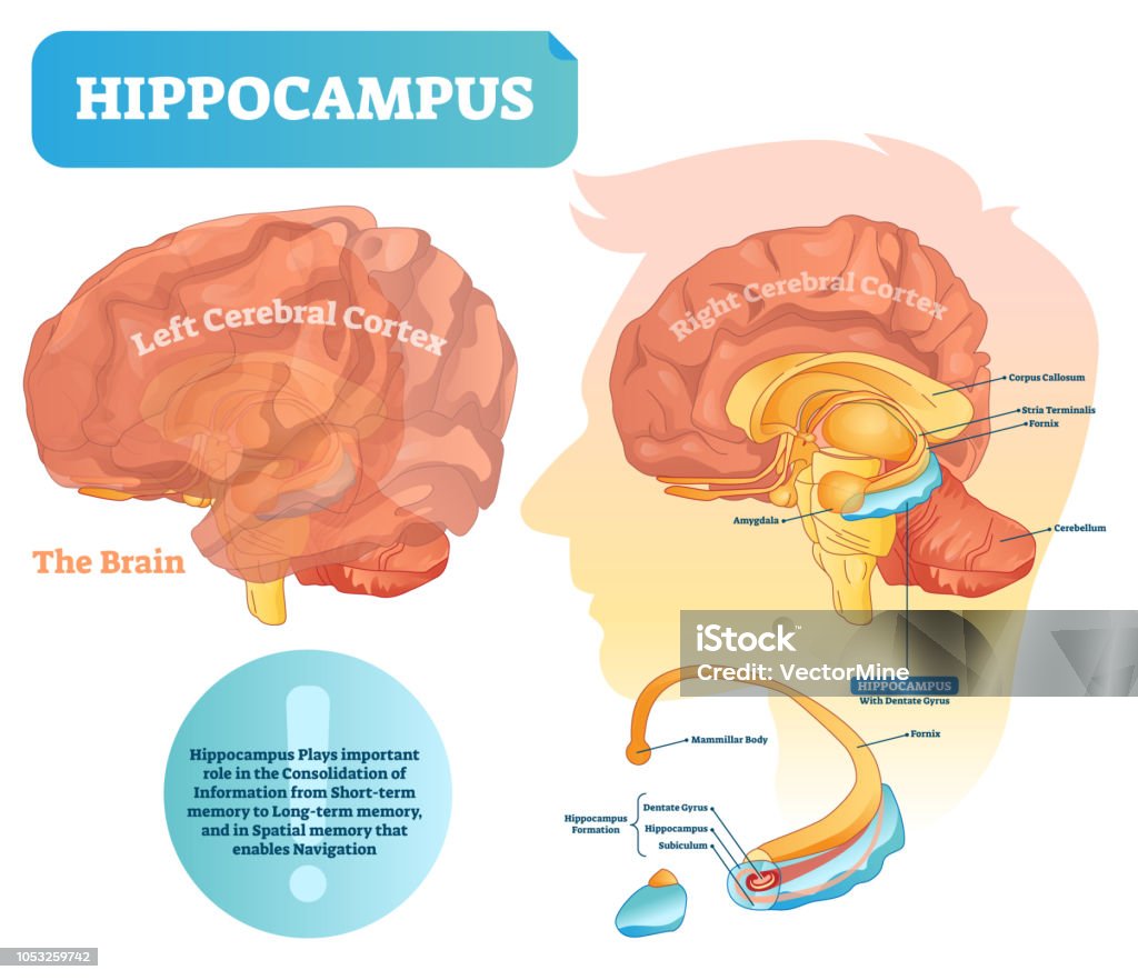 Hippocampus vector illustration. Labeled diagram with isolated closeup. Hippocampus vector illustration. Labeled diagram with isolated closeup structure and location. Formation division with dentate gyrus, subiculum and mammillar body. Hippocampus - Brain stock vector