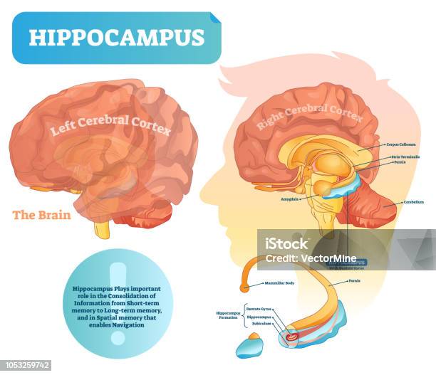 Hippocampus Vector Illustration Labeled Diagram With Isolated Closeup Stock Illustration - Download Image Now