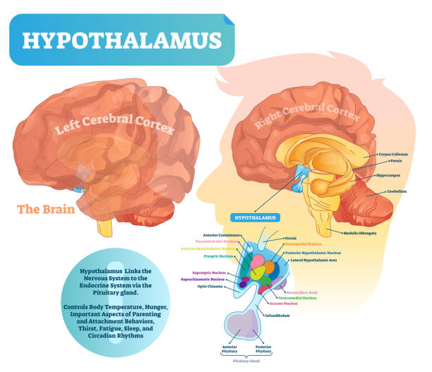 시상 �하 부 벡터 일러스트입니다. 뇌 부분 구조와 분류 다이어그램 - hypothalamus stock illustrations