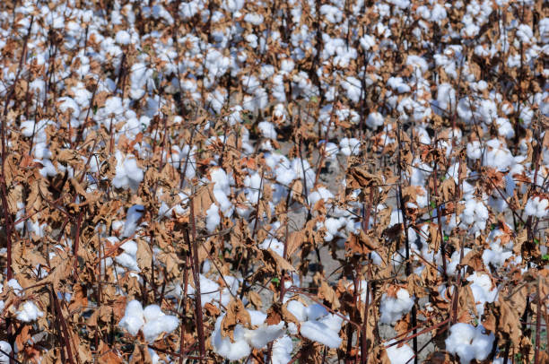 istock Close-up of Cotton Bolls Ready for Harvest 1053267208