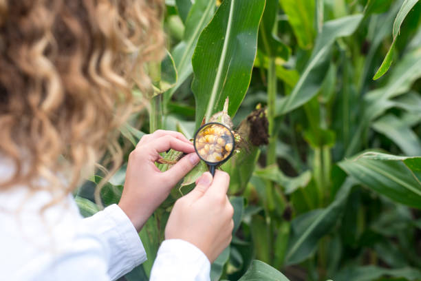 食品の安全性と作物の検査。 - corn crop corn genetic modification crop ストックフォトと画像