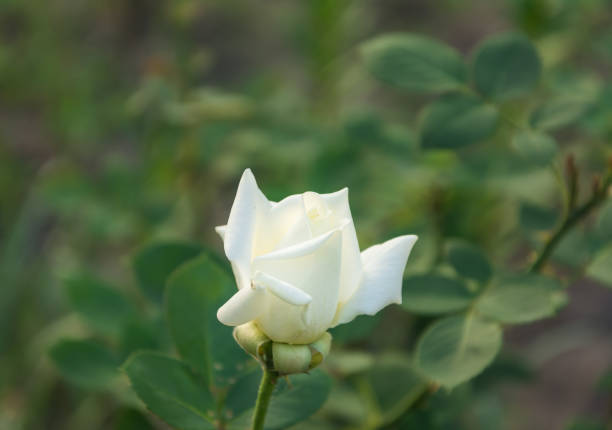 istock Garden rose flower 1053267552