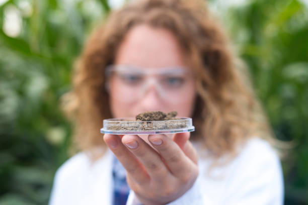 Agriculture soil sampling and quality control. Scientist holding soil sample for testing in the field. Laboratory examination for soil fertility and food production. soil sample stock pictures, royalty-free photos & images