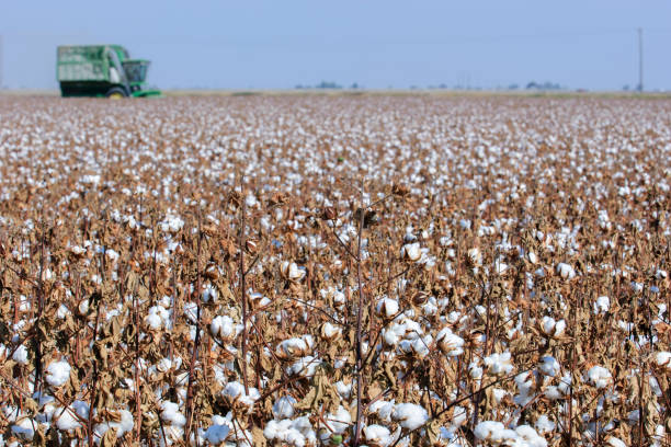 istock Cotton Bolls Ready for Harvest 1053267766