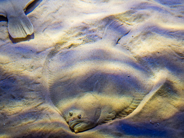 istock European flounder, Platichthys flesus 1053269496