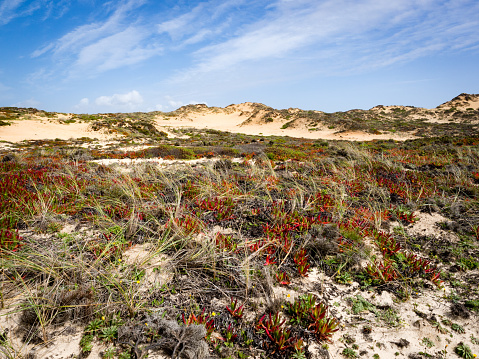 Sand dunes with succulents at Praia de Almograve, Alentejo, Vicentine coast of Portugal