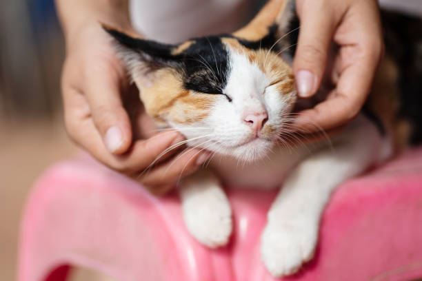 istock Hand playing with cat by chin scratching 1053270756