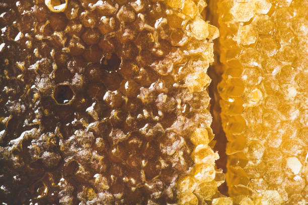 istock Bee honeycomb texture, wallpaper and background, top view, close-up 1053273892