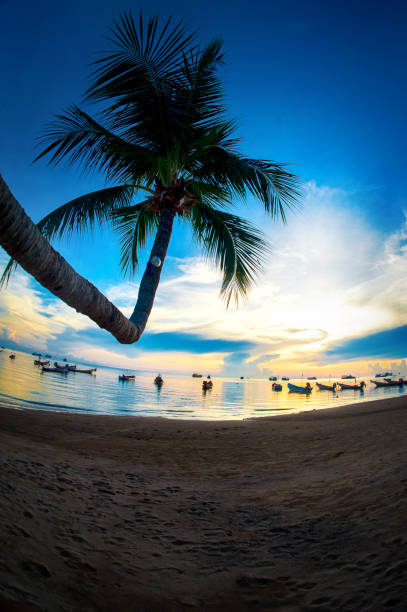 istock Beautiful coconut palm tree on the beach at sunset time 1053277632