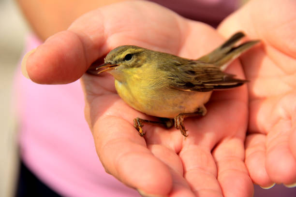 mains humaines, tenant le petit oiseau - baby chicken young bird chicken human hand photos et images de collection