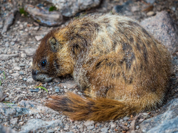 istock Marmot among the rocks 1053284174