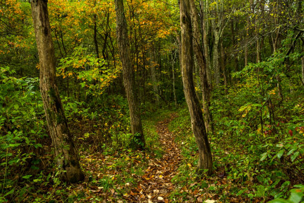 istock Appalachian Trail, Tennessee 1053284256